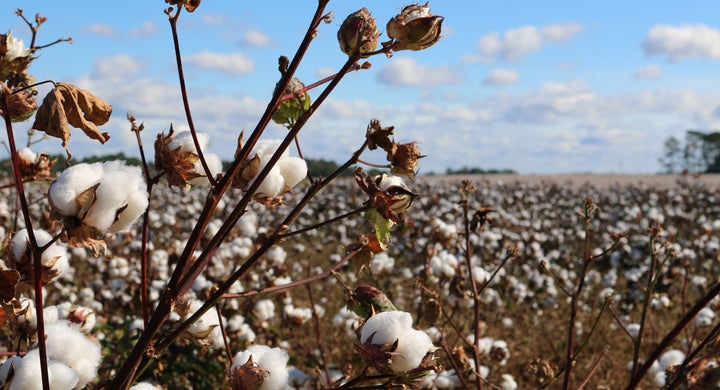 The Difference Between Cotton And Organic Cotton - Phloem